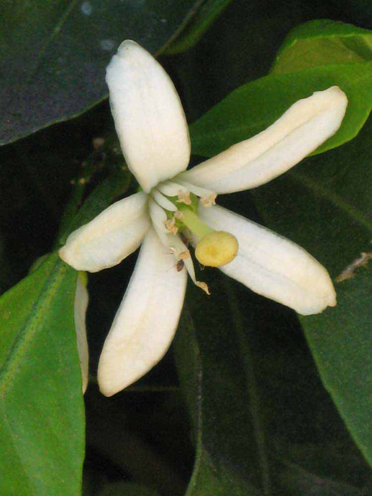              Flower (Riverside, CA)       